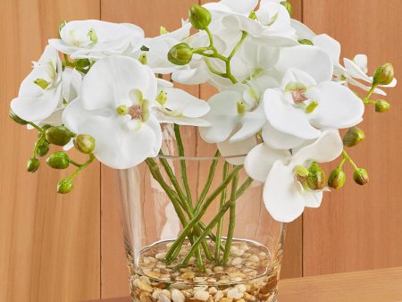 White Phalaenopsis Orchids in Glass Vase Online now