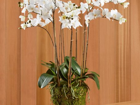 White Phalaenopsis Orchid Drop-In on Sale