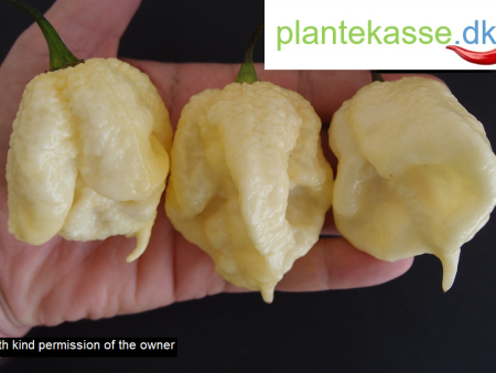 White Moruga, 5 frø Online