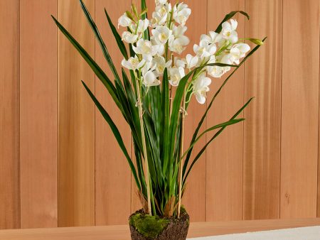 White Cymbidium Orchid Drop-In, 36  For Cheap