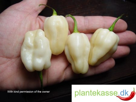 White Habanero Italian Selection, 5 frø Online