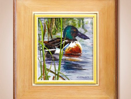 Northern Shoveler  Original Oil Painting by Carol Guzman Online